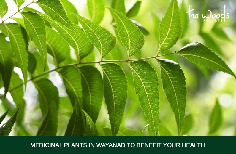 Medicinal Plants In Wayanad To Benefit Your Health