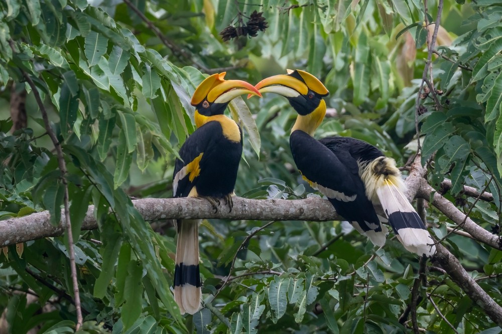 Interesting Facts About Pakshipathalam Bird Sanctuary, Wayanad