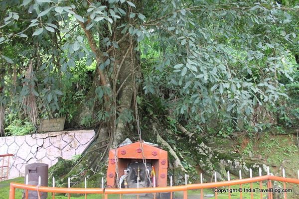 Story Behind The Famous Chain Tree in Wayanad