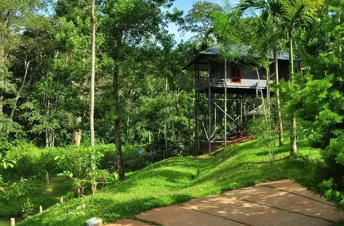 Forest Resort in Wayanad