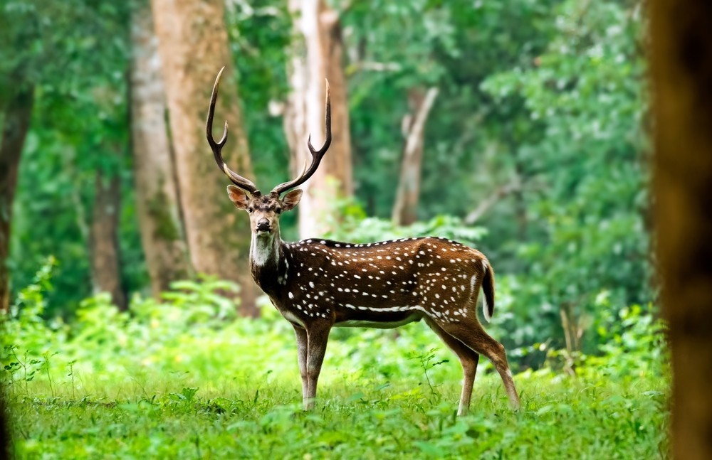 Tholpetty Wildlife Sanctuary in Wayanad – All You Need to Know
