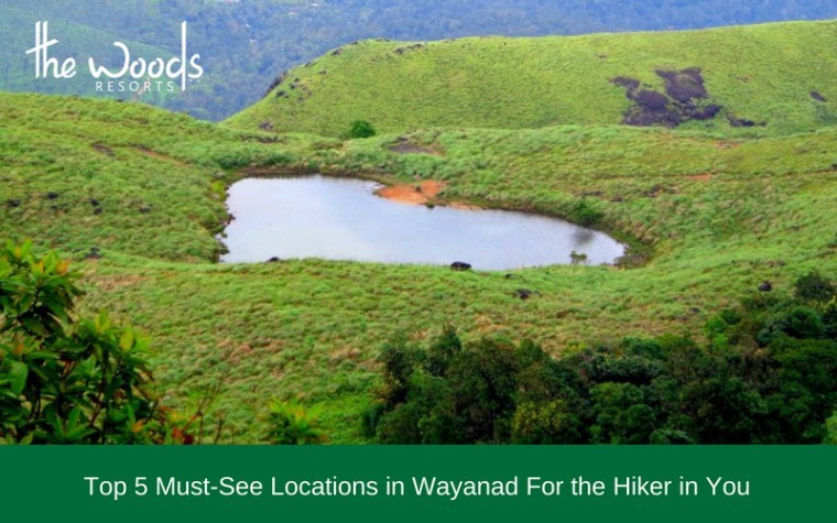 Top Must-See Locations in Wayanad For the Hiker in you
