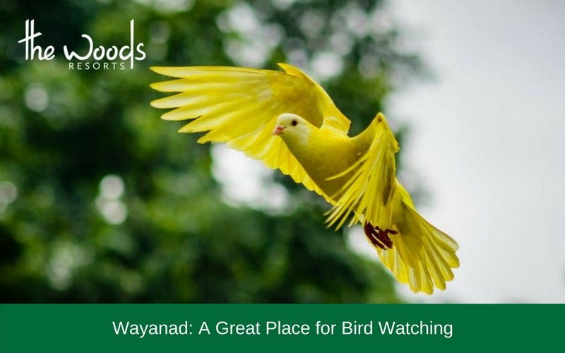 Wayanad: A Great Place For Bird Watching