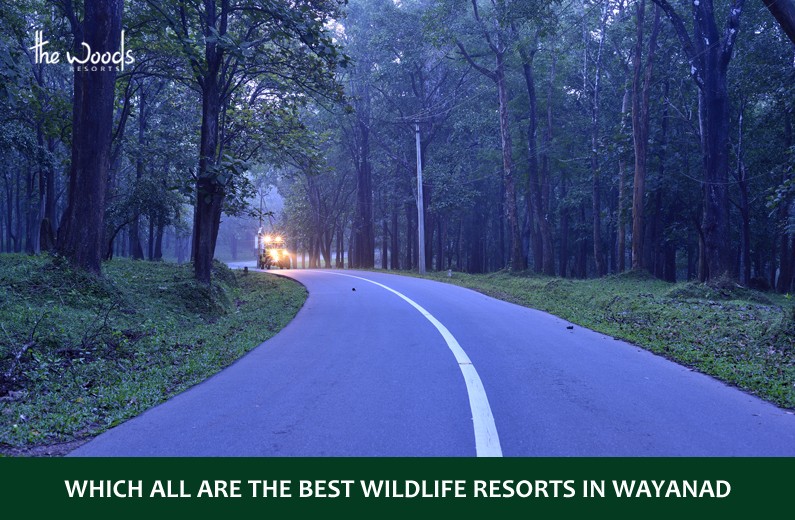 Which are the Best Wildlife Resorts in Wayanad?