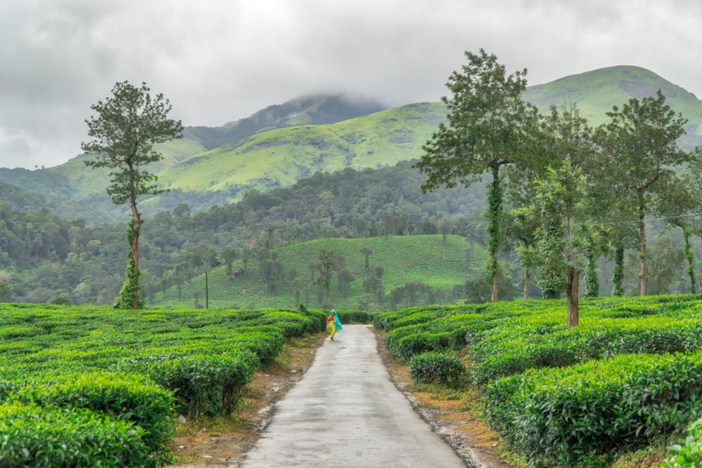 Reasons to Choose Wayanad for Your Next Holidays