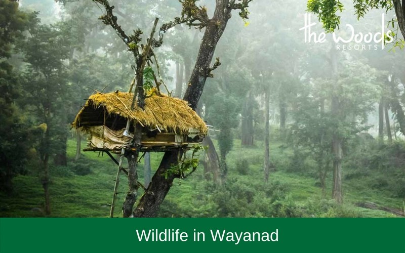 Wildlife in Wayanad